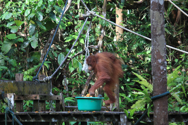 Orang Utan